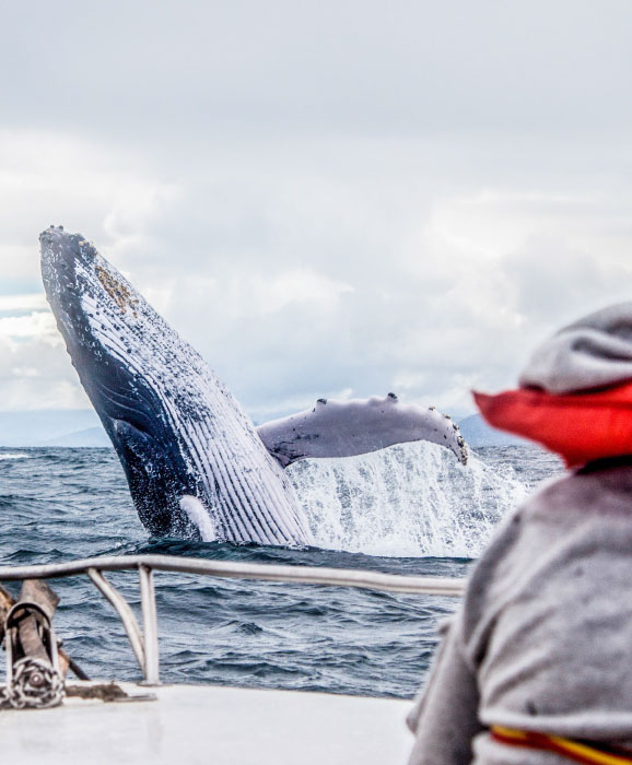 best-whales-dolphins-watching-destinations