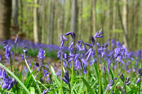 Silly - European Destinations of Excellence - European Best Destinations - Copyright Silly Tourisme