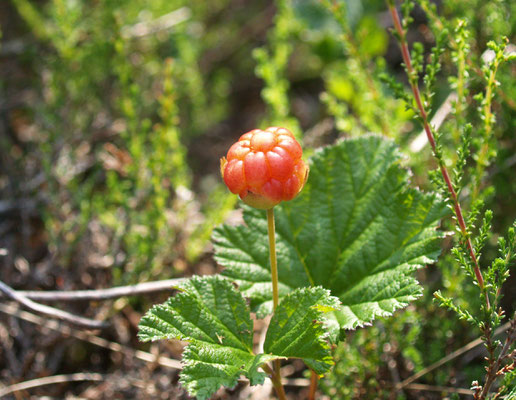 Soomaa National Park - European Destinations of Excellence - European Best Destinations - Copyright Soomaa.com