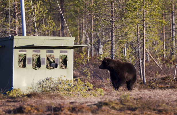 Wild Taiga - European Destinations of Excellence - European Best Destinations