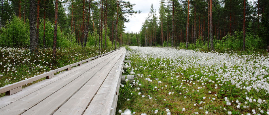 Wild Taiga - European Destinations of Excellence - European Best Destinations