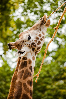 Antwerp Zoo is a zoo in the centre of Antwerp, Belgium, located right next to the Antwerpen-Centraal railway station. Copyright Lemtal Sergei