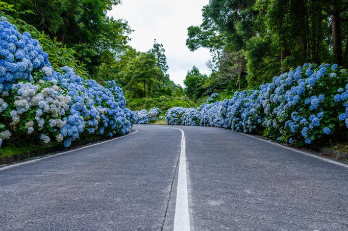 Azores-Hydrangea-Sao-Miguel-Copyright-Vitor-Miranda---resize