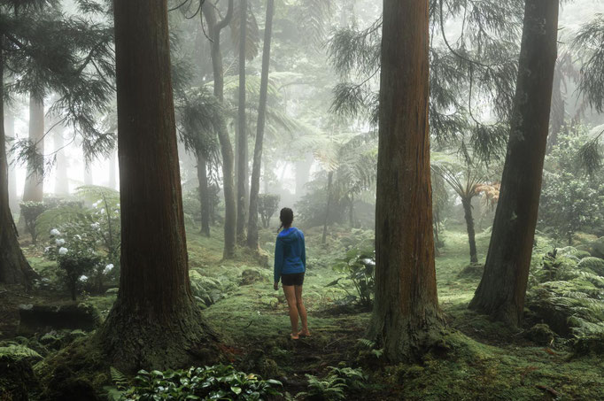 Azores - Sao Jorge Mystical forest - copyright  Jeroen Mikkers