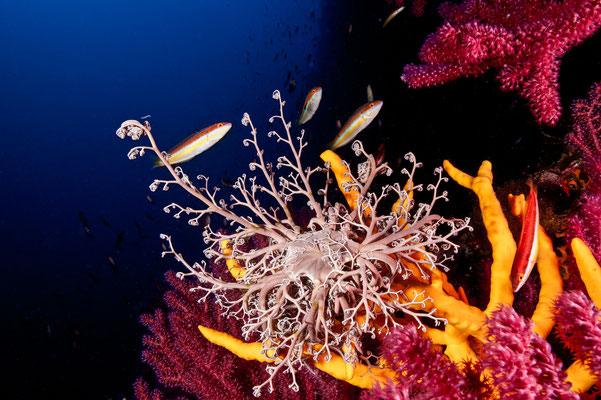 Bonifacio - European Best Destinations - Copyright Eric Volto