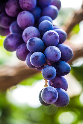grapevine Copyright Aris Suwanmalee