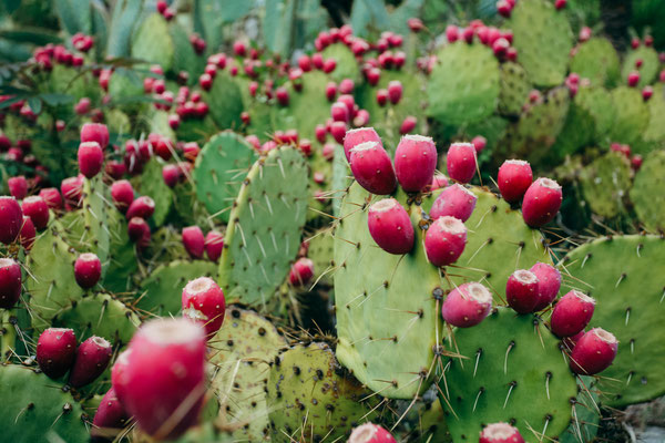Canary islands cactus copyright Dmytro Sheremeta