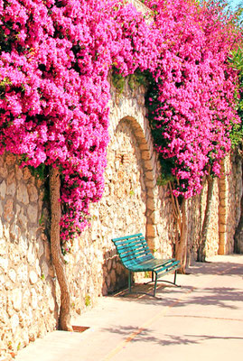Capri Bougainvillea copyright Liudmila_Spb