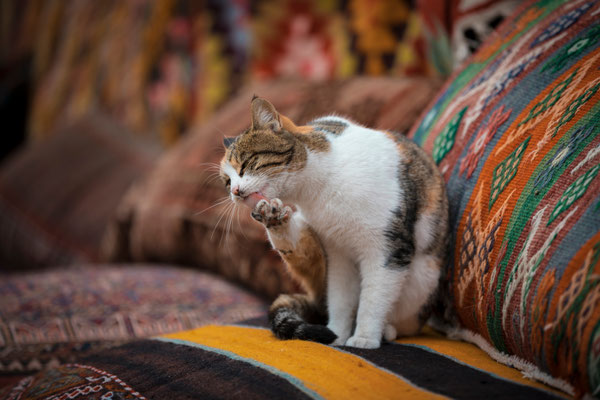 Cappadocia cat copyright Efkan BOSTANCI