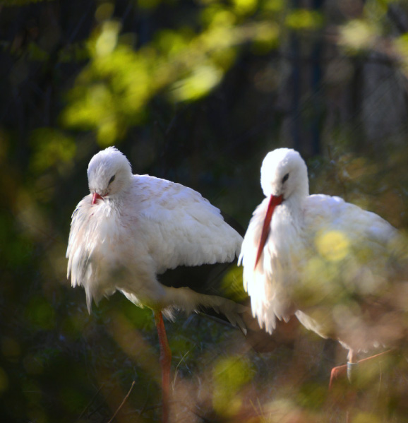 PARCO-DEL-MINCIo-ITALY-eden
