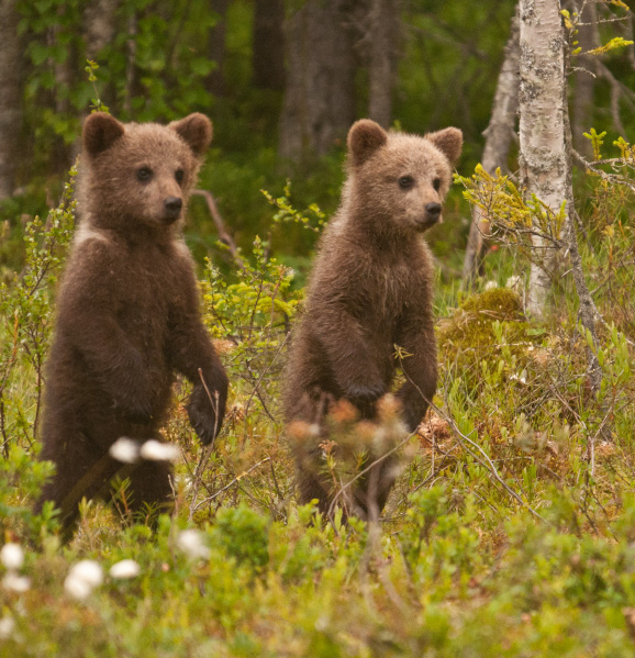 WILD-TAIGA-FINLAND-eden