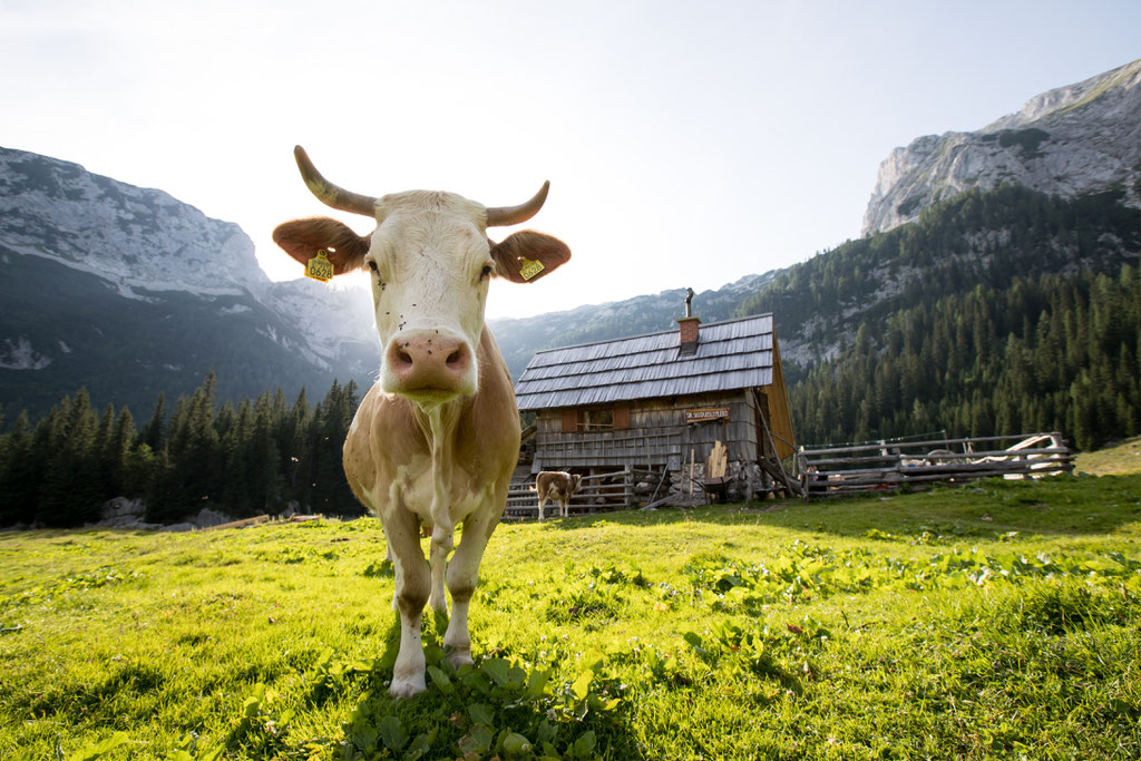 Bohinj - Sustainable tourism in Europe - European Best Destinations Copyhright Bohinj.si