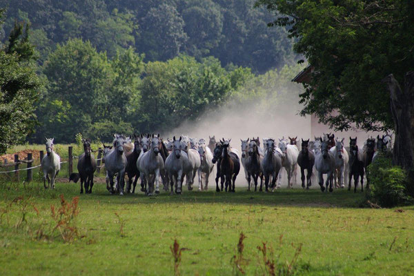 Dakovo - Sustainable tourism in Europe - European Best Destinations  -EDEN