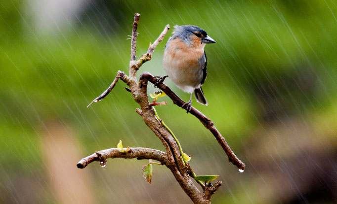 Faial - European Destinations of Excellence - European Best Destinations Copyright Visit Azores