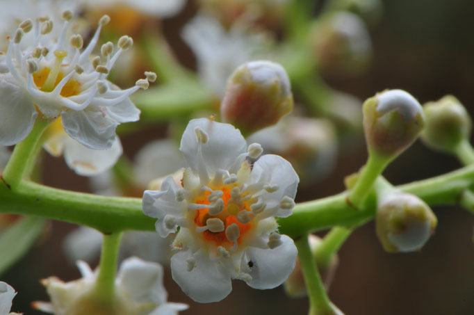 Faial - European Destinations of Excellence - European Best Destinations Copyright Visit Azores