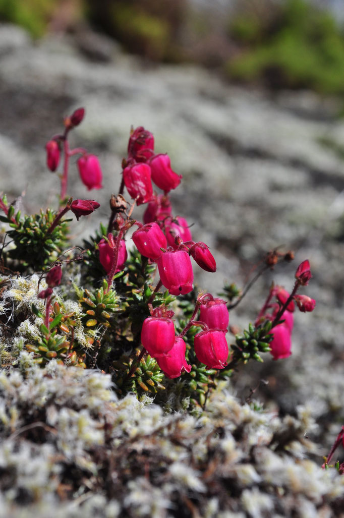 Faial - European Destinations of Excellence - European Best Destinations Copyright Visit Azores