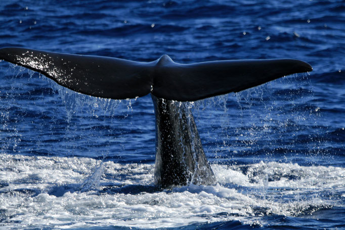 Faial - European Destinations of Excellence - European Best Destinations Copyright Visit Azores