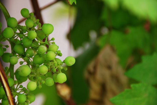 Kuldiga Copyright Artis Gustovskis 