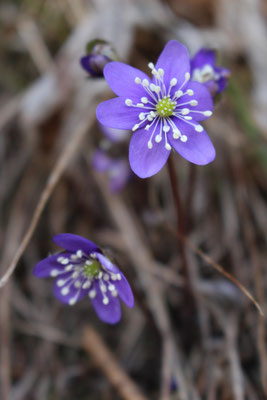 Latvijas valsts mezi - European Best Destinations - European Destinations of Excellence