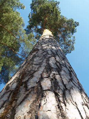 Latvijas valsts mezi - European Best Destinations - European Destinations of Excellence