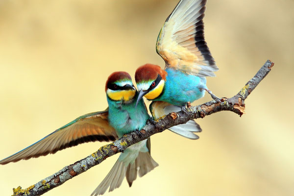 Nin - European Destinations of Excellence - European Best Destinations - Copyright Boris Kacan