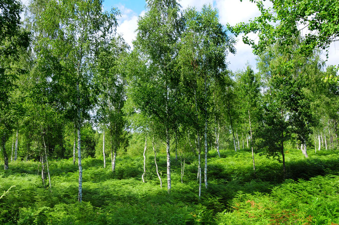 River Kolpa - European Best Destinations